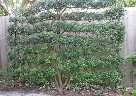 The miracle plants come in. Feijoa Sellowiana Fruit Salad Tree Sun Trees