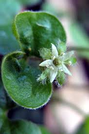 Image result for Dichondra micrantha