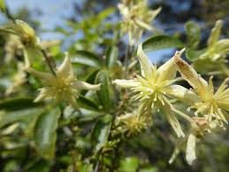 Image result for Clematis costata