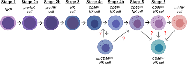 The convergence of our market expertise aligns perfectly with the fact that. Frontiers On The Way To Become A Natural Killer Cell Immunology