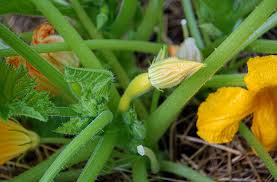 Dill keeps carrot fly and cabbage moth at bay. Squash Bug Prevention Organic Control Joe Gardener