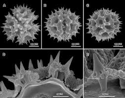 Image result for Ethulia vernonioides