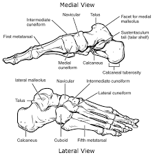 Image result for Calcaneus