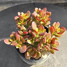 Image result for Crassula rhodesica