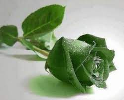 Check spelling or type a new query. Halaman Download Bunga Hijau Toko Bunga Online Tws Florist