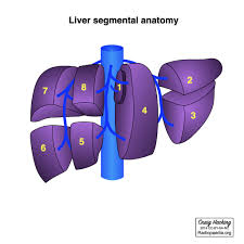 A evel biology biological drawing 3 this biological drawing skills handbook has been developed to support. Hepatectomy And Sectionectomy Diagram Radiology Case Radiopaedia Org