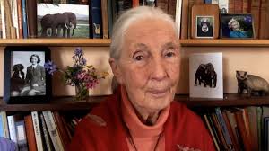 Mercy For Animals' First Virtual Gala Raised $1.2 Million for Animals