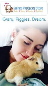 Pin On Guinea Pigs