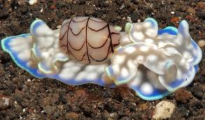 With this seashell one is almost reminded of the beach and mr whippy ice creams such is its. The Bubble Snail A Rare Australian Visitor Australian Geographic