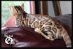 Carolina Bengals Cattery - Bengal Kittens & Exotic Cats ...