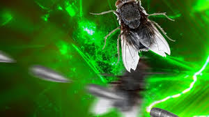Fliegen Sehen In Zeitlupe Tierwelt