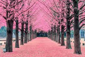 Hal ini bisa dilihat dari penampakan keindahannya pada saat musim semi. Gambar Bunga Sakura Yang Gugur Koleksi Foto Bunga