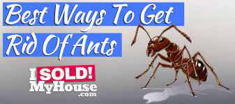 Check spelling or type a new query. How To Get Rid Of Ants Best Ant Killer Natural Options