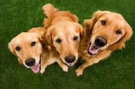 Those golden retrievers with white markings on their face are an exception because it's often due to old age. Are There Different Types Of Golden Retrievers
