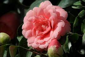 Weird And Wonderful Flowers The Worlds Rarest Flower Middlemist Red Blog Free Flower Delivery Across The Uk From Clare Florist