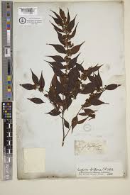 Image result for Brachythrix