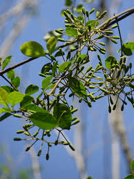 Image result for Pisonia aculeata