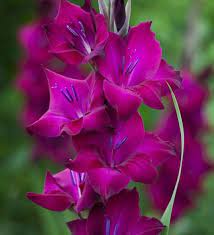 Gladioli Black Star Gladiolus Flower Gladiolus Bulbs Gladiolus