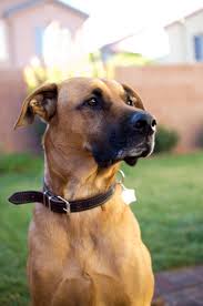 How big do boxer lab mixes get? Pin By Christy On Dog Great Dane Mix Great Dane Animals Friends