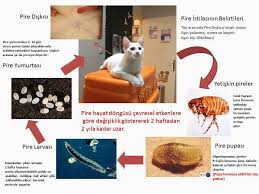 Patisev In Dunyasi Disparazitler Ve En Onemlilerinden Pireler Ve Pire Allerjik Dermatiti