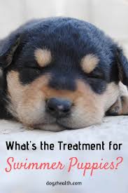 Swimmer Puppies Causes And Treatment Of Swimming Puppy Syndrome