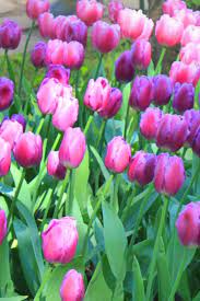 What To Do With Tulips After They Bloom In The Spring In 2020 Early Spring Flowers Growing Tulips Spring Flowers