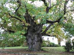 Logiquement, les admirateurs de la verdure qui n'ont pas de jardin veulent savoir comment planter un olivier en pot. Chataignier La Foret Fouesnant 29940 Arbres Remarquables Arbre Foret Fouesnant