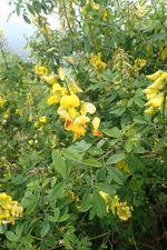 Image result for Crotalaria mildbraedii