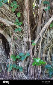 Image result for Ficus lutea