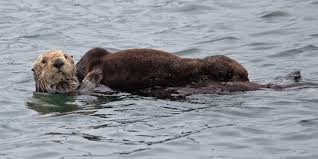 Trawling is a method of fishing that involves pulling a fishing net through the water behind one or more boats. Nine Things That May Surprise You About Sea Otters Eagle Wing Tours