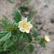 Image result for Malvastrum coromandelianum
