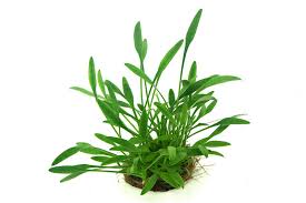 The genus is naturally distributed in tropical regions of india, southeast asia and new guinea. Zwergwasserkelch Cryptocoryne Parva Topf Aquariumpflanzen Bundpflanzen Topfe