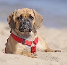 They are a cross between a pug & a beagle. A Complete Guide To The Puggle A Pug Beagle Mix Breed