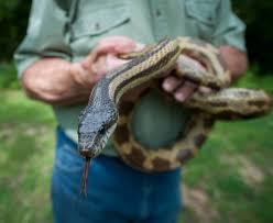 Keep Snakes Away With These Simple Steps