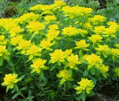 Image result for Euphorbia lissosperma