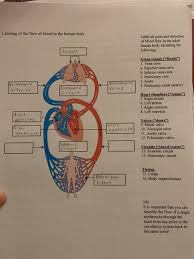 Blood vessel is a vessel in the human or animal body in which blood circulates. Solved Labeling Of The Flow Of Blood In The Human Body La Chegg Com
