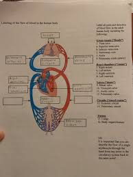 This product promises to improve your clarity, remove distractions, and improve memory with its powerful ingredients. Labeling Of The Flow Of Blood In The Human Body Label Chegg Com