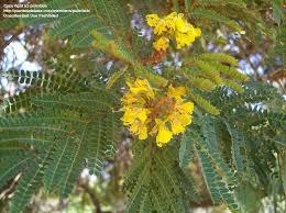 Image result for Peltophorum africanum
