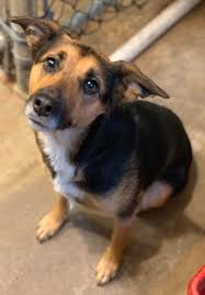 Before coming to highland, dr. Dog Found Tied Up Outside Animal Hospital Prompts Search For Owner Latest Headlines Nwitimes Com