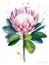 King Protea Watercolor Painting Print By Slaveika Aladjova Etsy Protea Art Flower Art Flower Painting