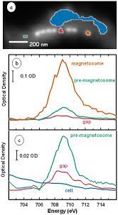 Youtube trimmer is a fast and easy tool for you to trim, crop and share the favorite parts of your youtube videos online. Anomalous Magnetic Orientations Of Magnetosome Chains In A Magnetotactic Bacterium Magnetovibrio Blakemorei Strain Mv 1