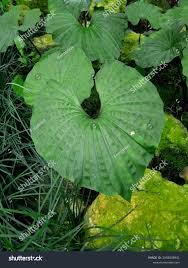 Image result for Nervilia petraea