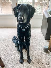 The australian retriever, also known as golden retriever australian shepherd mix, is a highly popular designer dog. Meet Mowgli He S Our 11 Month Old Golden Retriever Australian Shepherd Mix He S Soooo Sweet V Smart And Loves Chimken Doggos