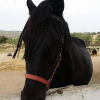 .κορωπί πλατανόβρυση πλατάνια λεύκα πλάτανος ολυμπίας μαγούλα μέγαρα μεταμόρφωση νέα πέραμος νερατζίωτισσα πολυδένδρι πολύανθος πολύσιτο πολύκαστρο πόρος εύρου πολύσιτος. Ippikos Omilos El Paso Barh Korwpi Farm