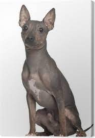 American hairless terrier züchter österreich. Leinwandbild American Hairless Terrier 6 Monate Alt Sitzt Pixers Wir Leben Um Zu Verandern