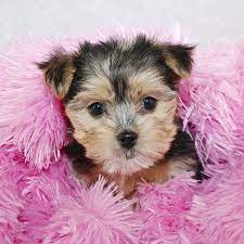 We still hear from families that adopted puppies from us months. Morkie Puppies For Sale In Florida From Vetted Breeders