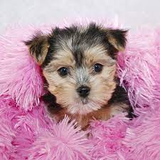 $1,200 (fmy > labelle) pic hide this posting restore restore this posting. Morkie Puppies For Sale In Florida From Vetted Breeders
