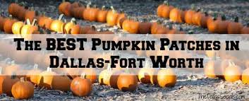 The flower mound pumpkin patch will open this weekend, with some new rules and restrictions due to the coronavirus pandemic. The Best Pumpkin Patches In Dallas Fort Worth