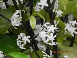 Image result for Pleiocarpa