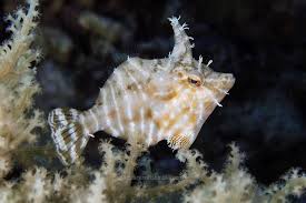Copperband Butterflyfish Care (Chelmon Rostratus)